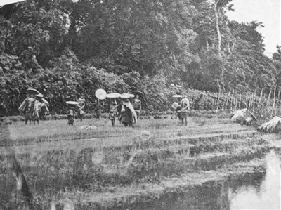 德国人类学家史图博《海南岛黎族志》中头戴斗笠身披蓑衣在水田里插秧的妇女。林涛 翻拍 德国人类学家史图博《海南岛黎族志》中头戴斗笠身披蓑衣在水田里插秧的妇女。林涛 翻拍