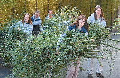 2月21日,熊猫“宝宝”启程归国前,华盛顿国家动物园工作人员在为“宝宝”准备竹子。 人民视觉 2月21日,熊猫“宝宝”启程归国前,华盛顿国家动物园工作人员在为“宝宝”准备竹子。 人民视觉