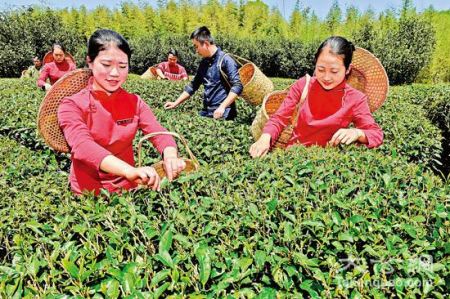泉州古城茶农采茶/图片来源网络 泉州古城茶农采茶/图片来源网络
