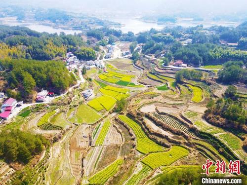 中国侨网安徽省安庆市岳西县毛尖山乡合林村,金灿灿的油菜花、绿油油的麦苗与层层叠叠的梯田交相辉映。 吴均奇 摄