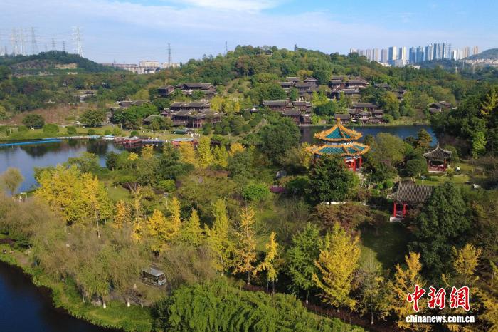 中国侨网11月20日,重庆园博园里的各种彩叶在冬日阳光照耀下绚丽多彩,吸引众多市民游客前来打卡游玩。随着气温逐渐下降,重庆园博园里的各种树木叶子纷纷变色,银杏树一片金黄、梧桐树色彩斑斓,各种彩叶与古典园林风格的建筑交相辉映,美不胜收。图为重庆园博园。中新网记者 肖江川 摄