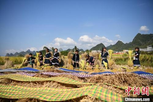 中国侨网图为壮家民众在稻田间收稻谷晒土布。 黄少将 摄