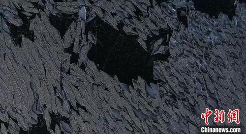 中国侨网图为湖面不规则的冰纹。 钟大玮 摄