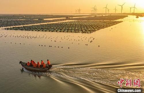 中国侨网2月16日,在山东省荣成市石岛管理区桑沟湾海洋牧场养殖区,渔民们迎着朝阳驾驶渔船出海作业。 李信君 摄