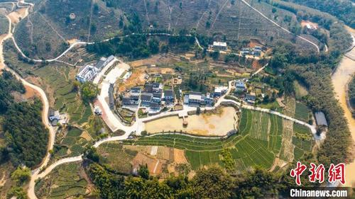 中国侨网航拍广西梧州市苍梧县六堡镇大中村。 何华文 摄