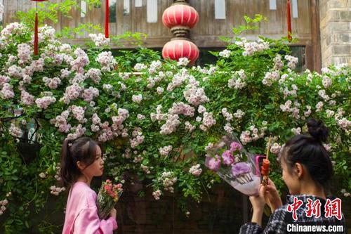 中国侨网南京城南老街三条营花开满墙。 泱波 摄