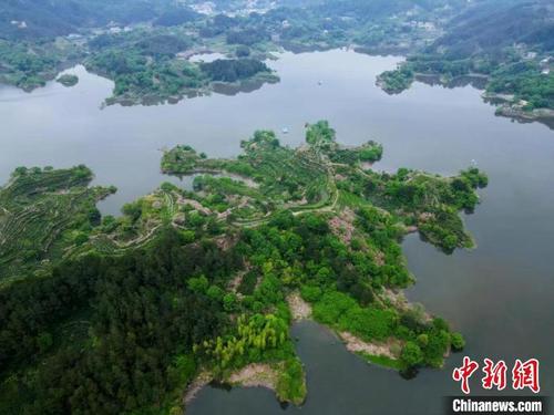 中国侨网在安徽省安庆市岳西县毛尖山乡有机茶田示范区,一行行茶树攀附在丘陵山地间。 叶蓉 摄