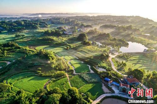 中国侨网鱼米之乡生态美。 李贵平 摄