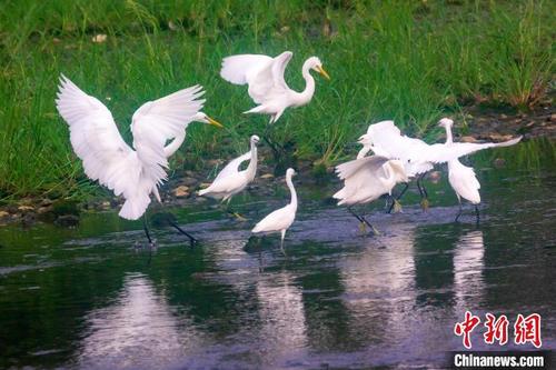 中国侨网在山东省日照市五莲县洪凝河,白鹭在翩翩起舞。王义全 摄