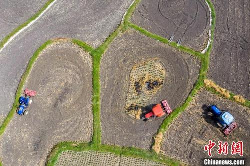 中国侨网寒露时节,贵州省从江县往洞镇农民在翻整土地(无人机照片)。吴德军 摄