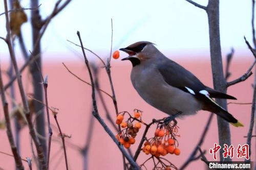 中国侨网在枝头进食的太平鸟。 赵晓丹 摄